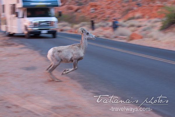 Desert bighorn sheep crossing the road in the Valley of Fire