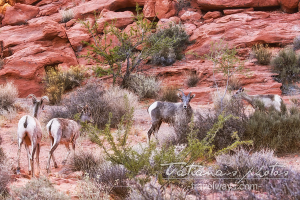 Group of bighorn desert bighorn sheep in the Valley of Fire