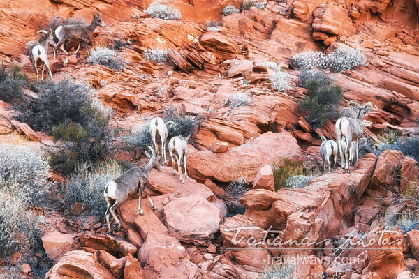 Bighorn sheep high on the rocky hill in the Valley of Fire