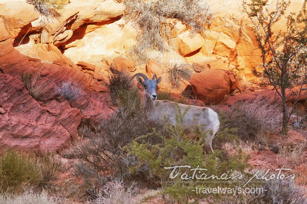 Bighorn sheep in the bushes of the Valley of Fire