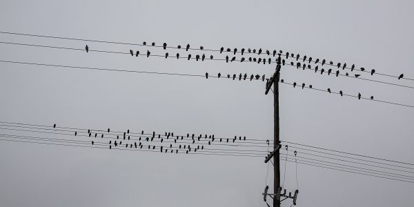 Birds on power lines in Ontario
