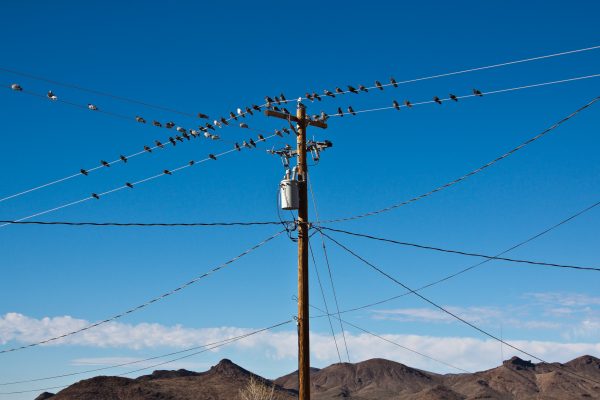 Birds on power lines in Arizona