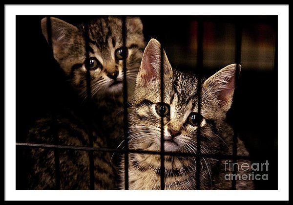 Take me home - Kittens behind bars framed art print by Tatiana Travelways