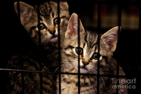 Take me home - kittens behind bars begging for addoption - by Tatiana Travelways