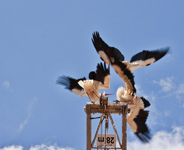 Battle of the storks at nesting time in Portugal