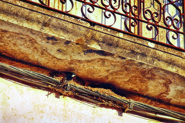 Swallow nest under a balcony - Juxtaposition At Springtime In Portugal