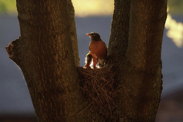 Robin mother and nest at spring time, in Ontario, Canada