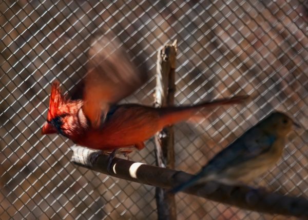 Cardinal bird pet in cage