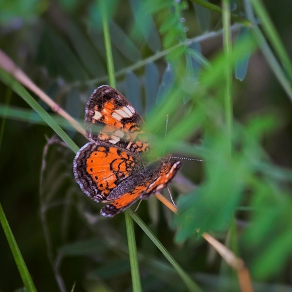 Butterfly behind grass