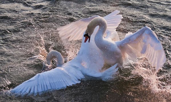 Two swans in a nuptial dance on Rhine River, Germany