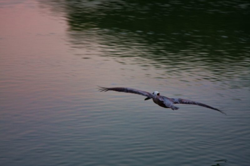 Flying pelican in Merida, Mexico