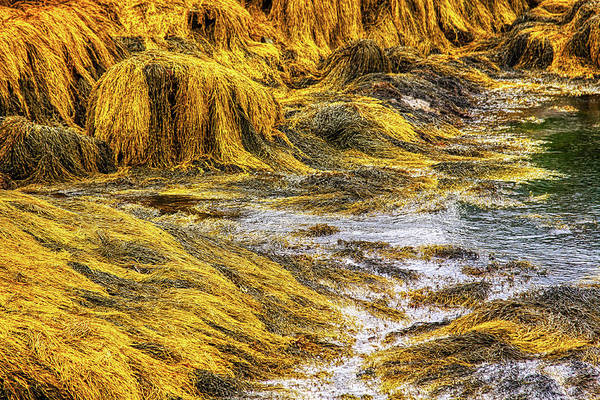 Golden seaweed at low tide