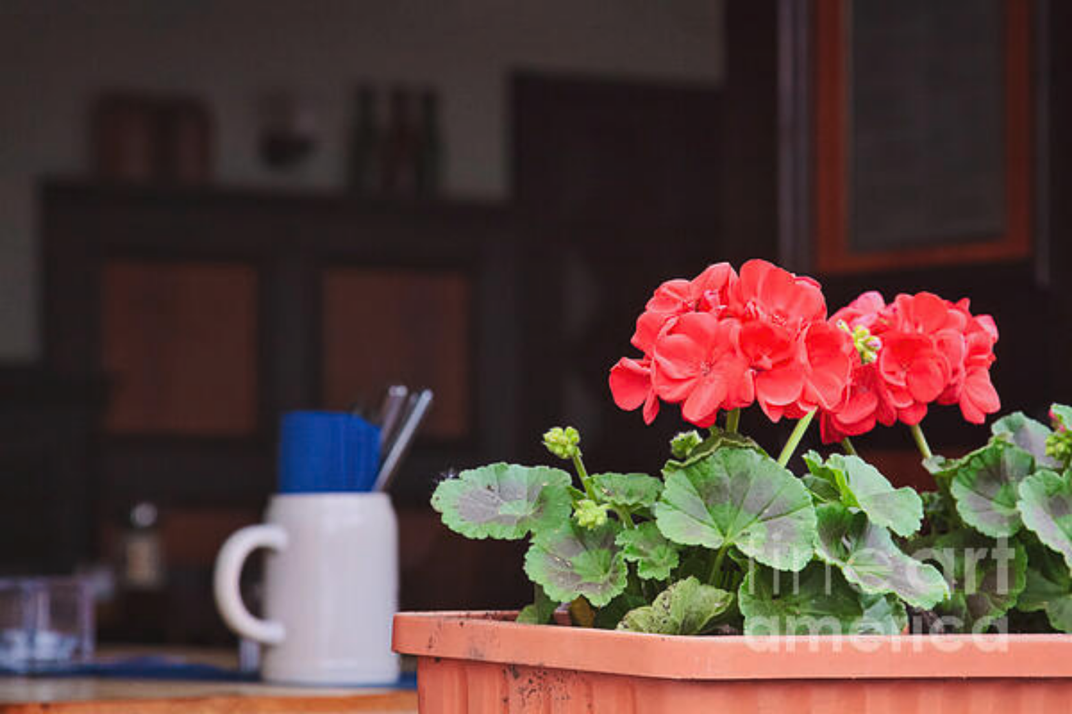 Red geraniums in the restaurant window