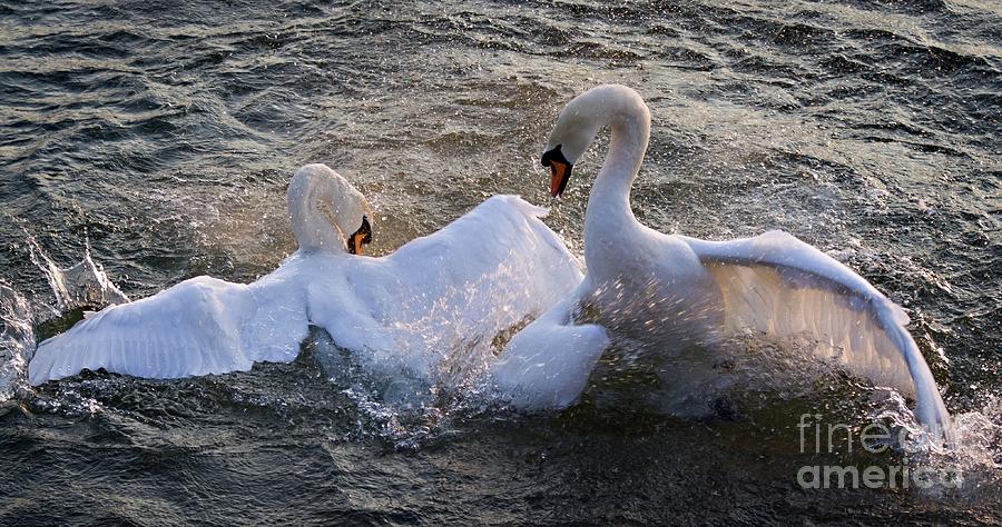 Swans nuptial dance