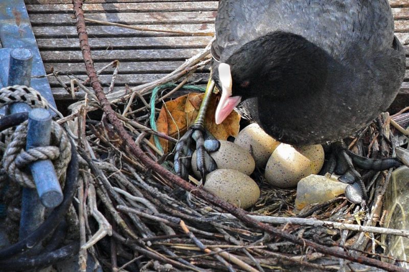 Coot nesting mother on Lake Constance, Germany