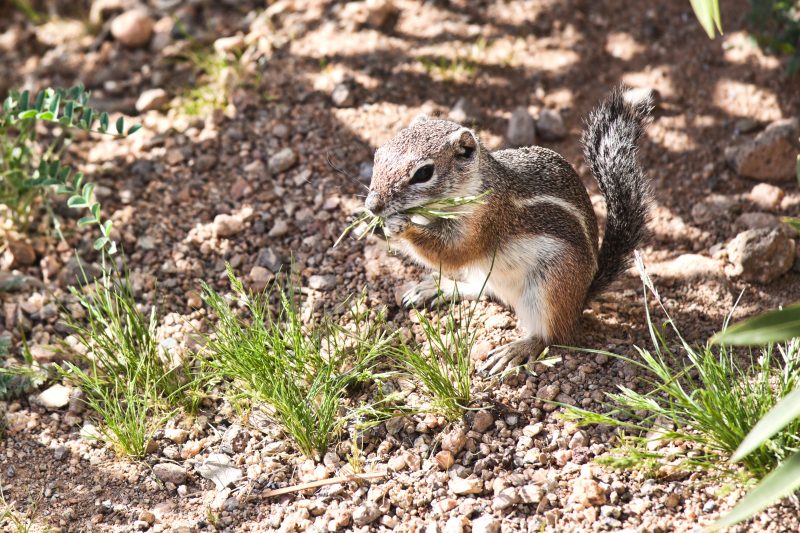 Chipmunk at springtime in Mohave Desert, Arizona