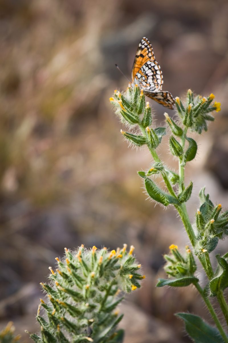Desert spring butterfly