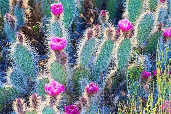 Happy pink cactus desert flowers
