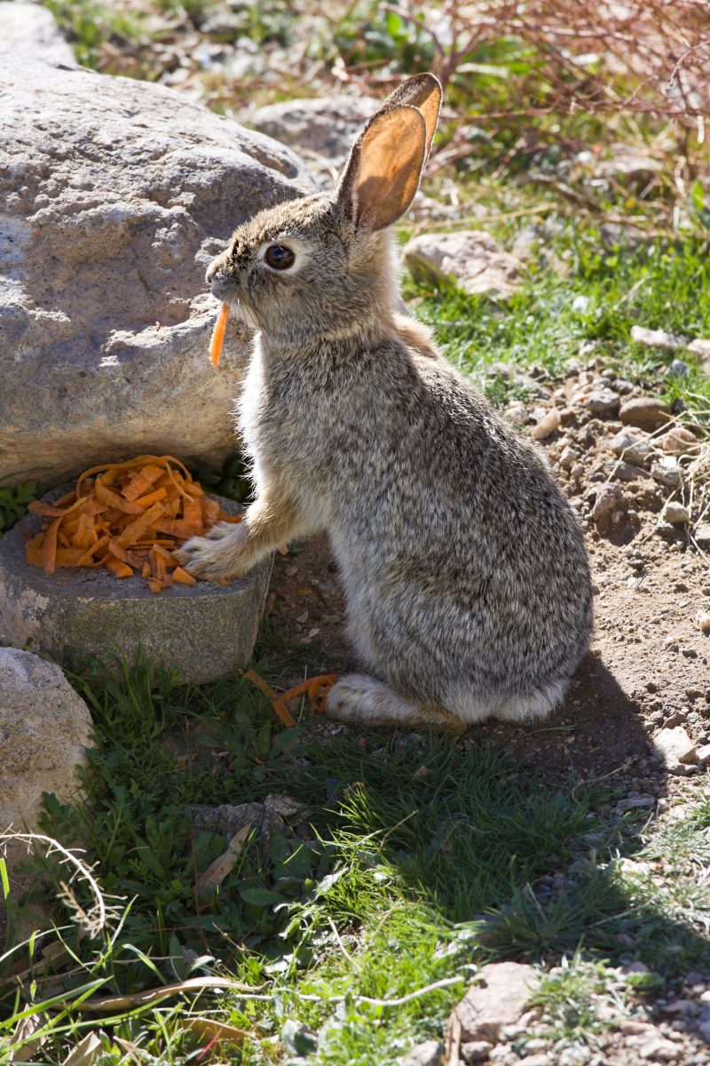 Cottontail rabbit eating pealled carrots