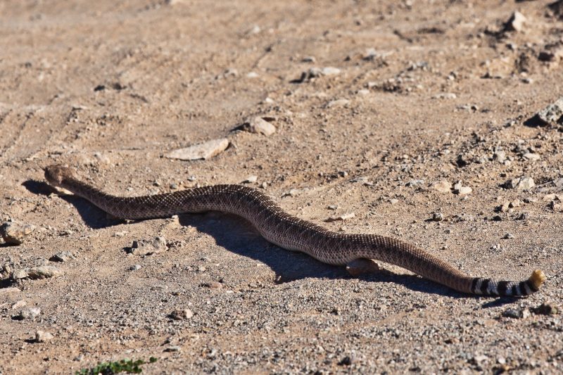 Rattlesnake Mohave Desert