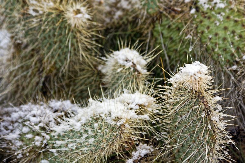 Snow on cacti in Mohave Desert Arizona in December