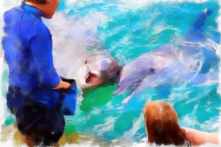 Feeding dolphins watercolor of liquid